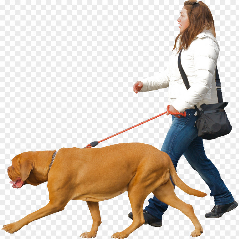 Women Bag Pet Sitting Australian Cattle Dog Puppy Stumpy Tail Walking PNG