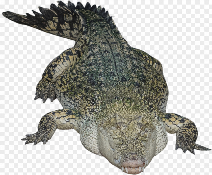 Chinese Alligator Crocodile Reptile PNG