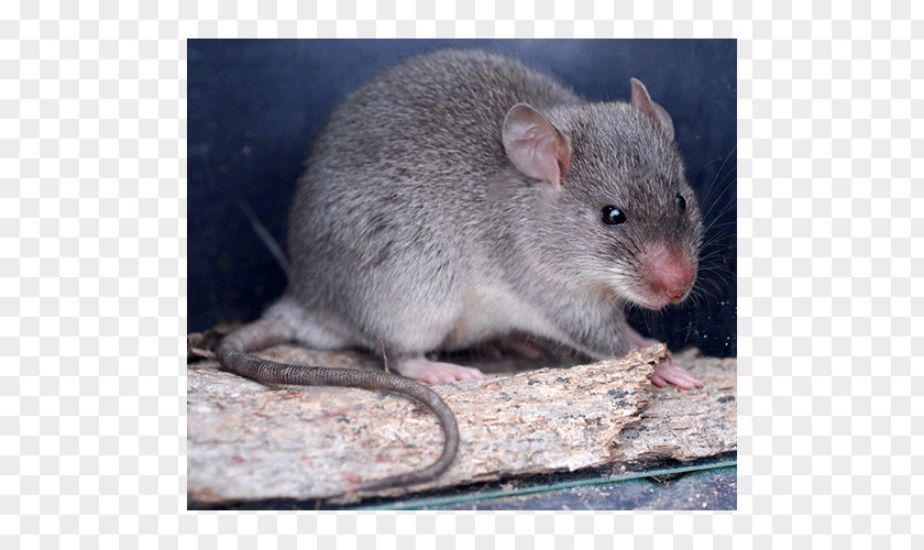Computer Mouse Gerbil Dormouse Whiskers Fauna PNG