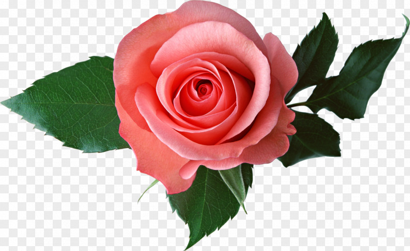 Flowers Desktop Wallpaper Rose Pink PNG