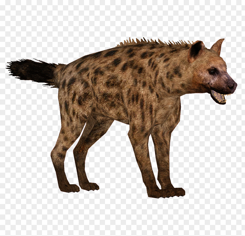 Hyena Spotted Icon Clip Art PNG