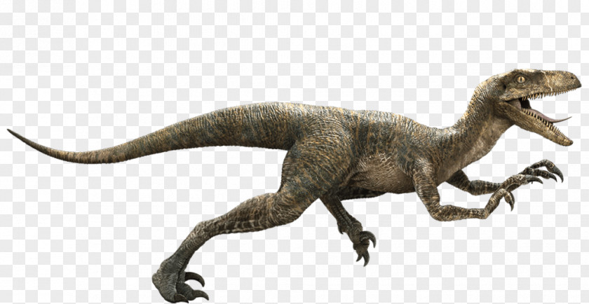 Jurassic World Transparent Image Park Velociraptor Deinonychus Late Cretaceous Dinosaur PNG