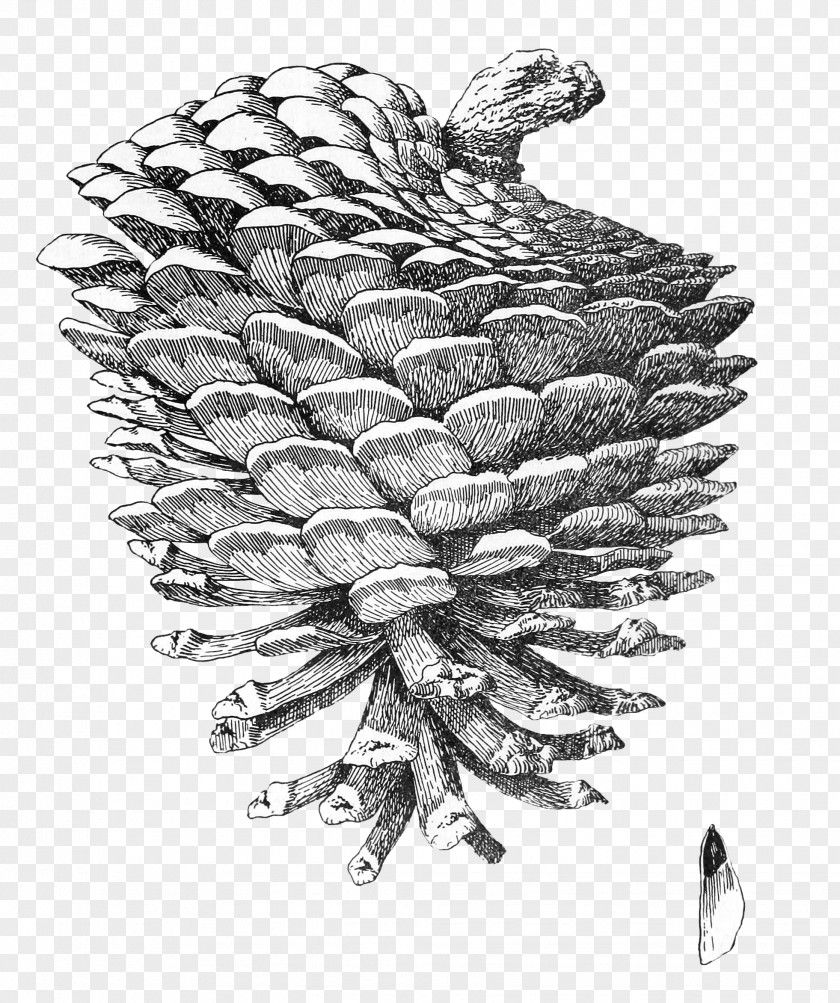 Pine Cone Drawing Clip Art PNG