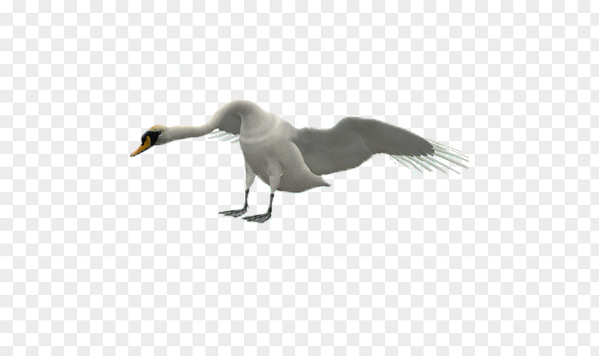 Swan Duck Goose Cygnini Bird PNG