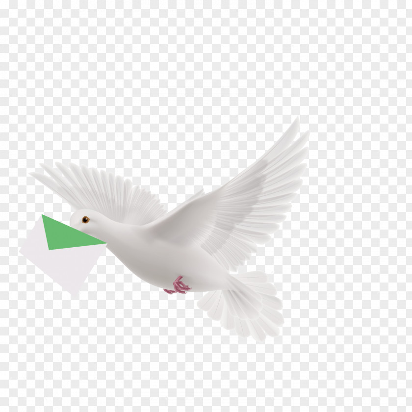 Vector Pattern Flying Pigeon Homing Flight Columbidae Bird PNG