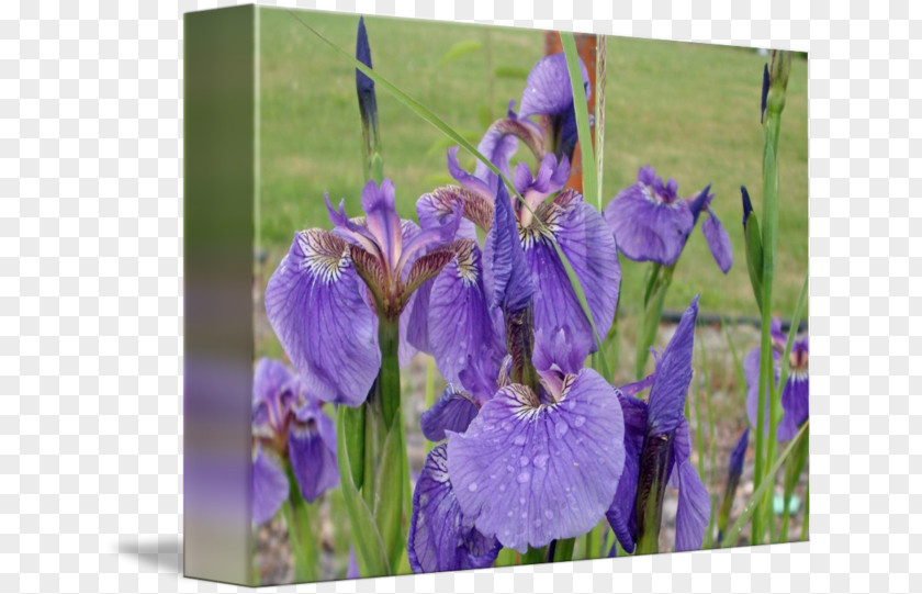 Violet Northern Blue Flag Orris Root Iris Croatica PNG