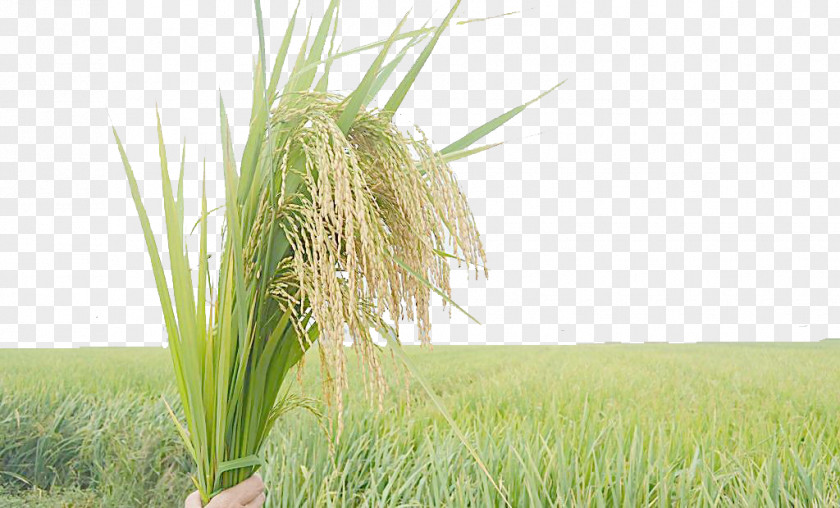 Rice Oryza Sativa Crop Vetiver PNG
