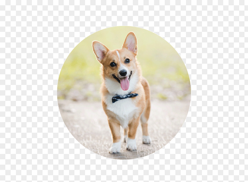 Corgi Clipart Pembroke Welsh Cardigan Puppy Dog Breed PNG