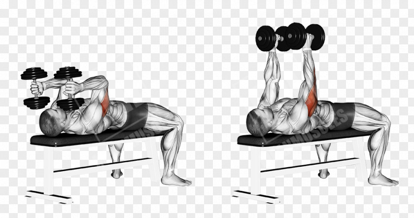 Dumbbell Lying Triceps Extensions Exercise Brachii Muscle Biceps Curl PNG