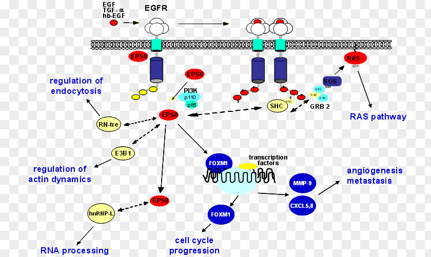 Epidermal Growth Factor Receptor Kinase Enzyme Substrate PNG