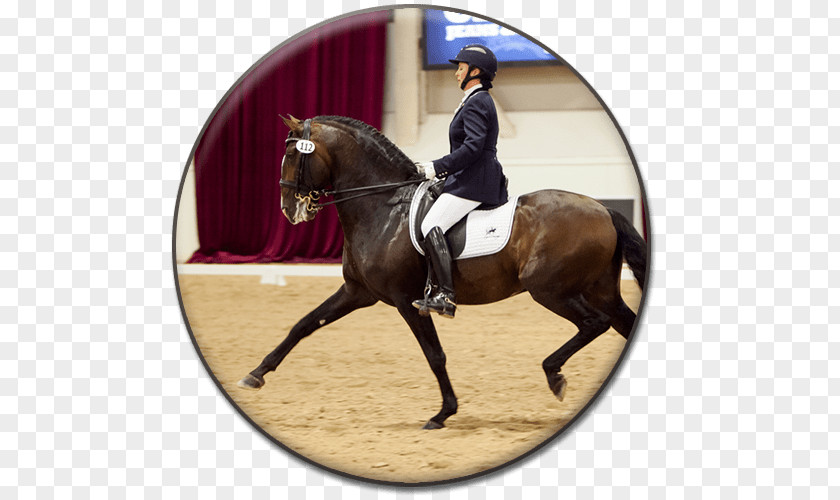 Hunt Seat Andalusian Horse Dressage Bridle Stallion PNG
