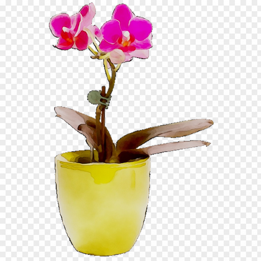 Moth Orchids Cattleya Cut Flowers PNG