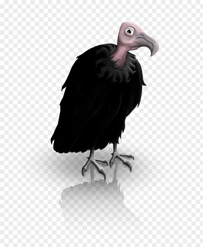 Reforestation Condor Fauna Vulture Beak PNG