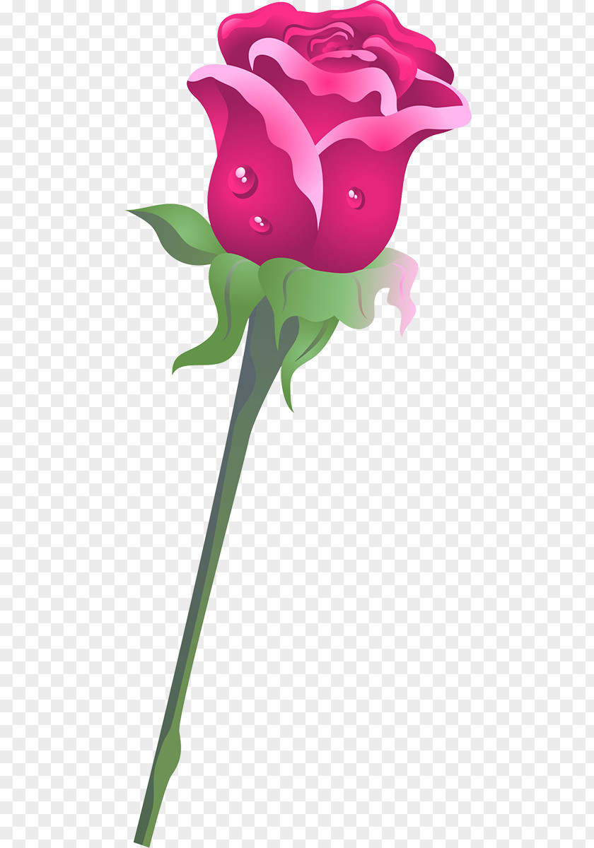 Garden Roses Beach Rose Clip Art PNG