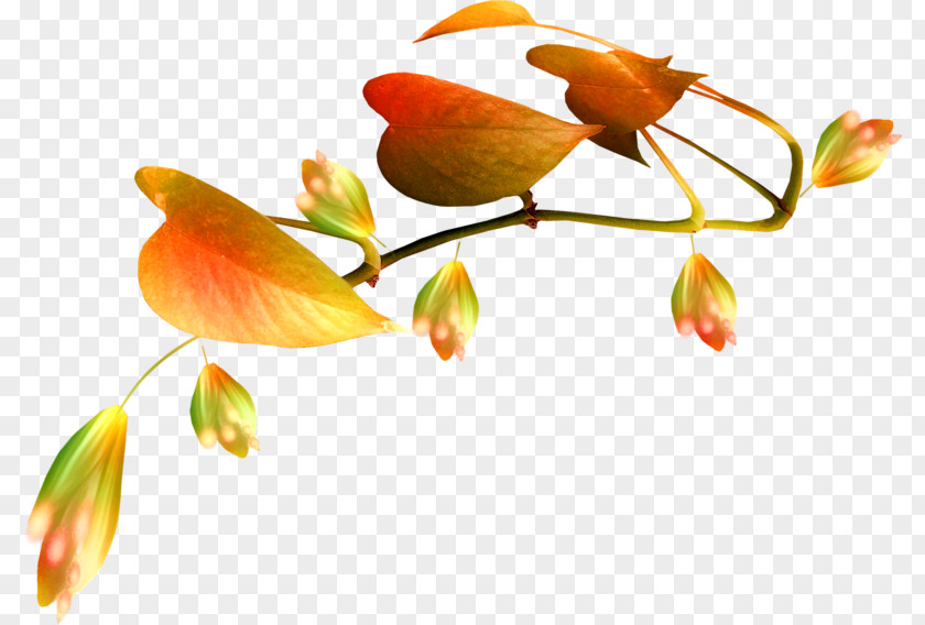 Leaf Orange PNG