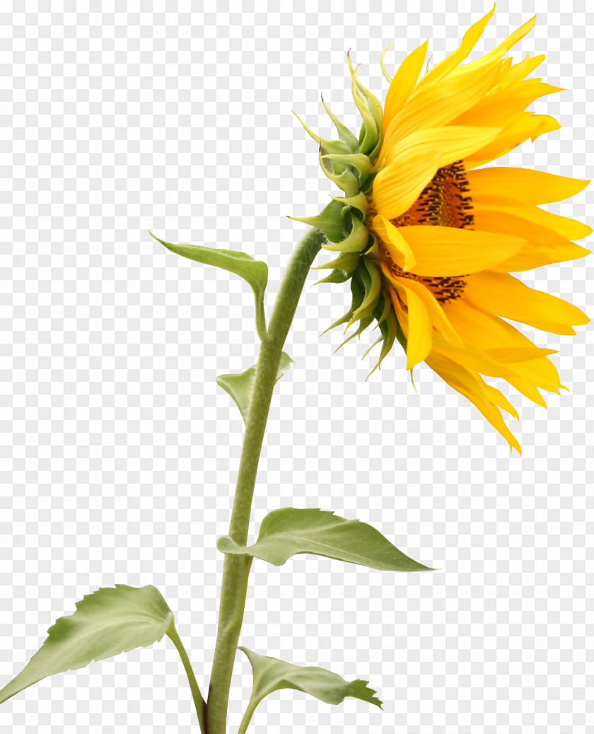 Sunflower Creative Wall Decal Interior Design Services Sticker Mural PNG