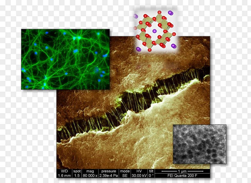 Carbon Nanotube Animal Stock Photography Electrode Alkali PNG