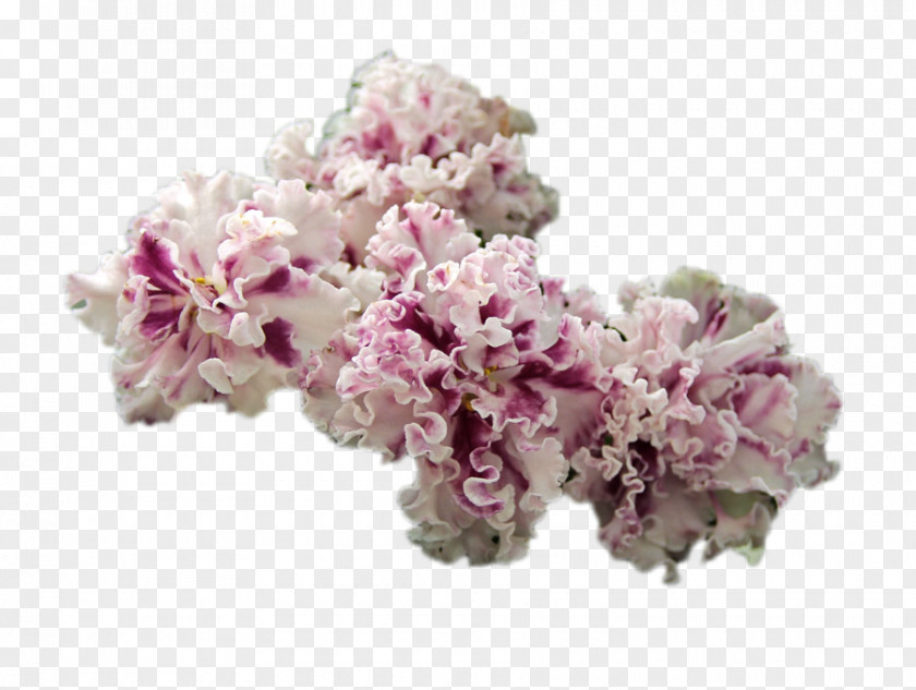 Cherry Blossom Cut Flowers Pink M ST.AU.150 MIN.V.UNC.NR AD PNG