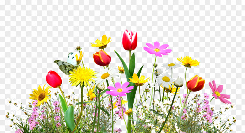 Chrysanthemum Tulip Flowers Decorative Material Download U30d5u30a9u30c8u30e9u30a4u30d6u30e9u30eau30fc PNG