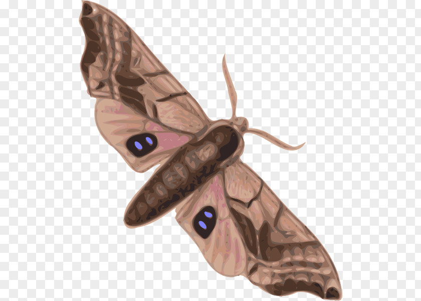 Moth Butterfly Silkworm Clip Art PNG