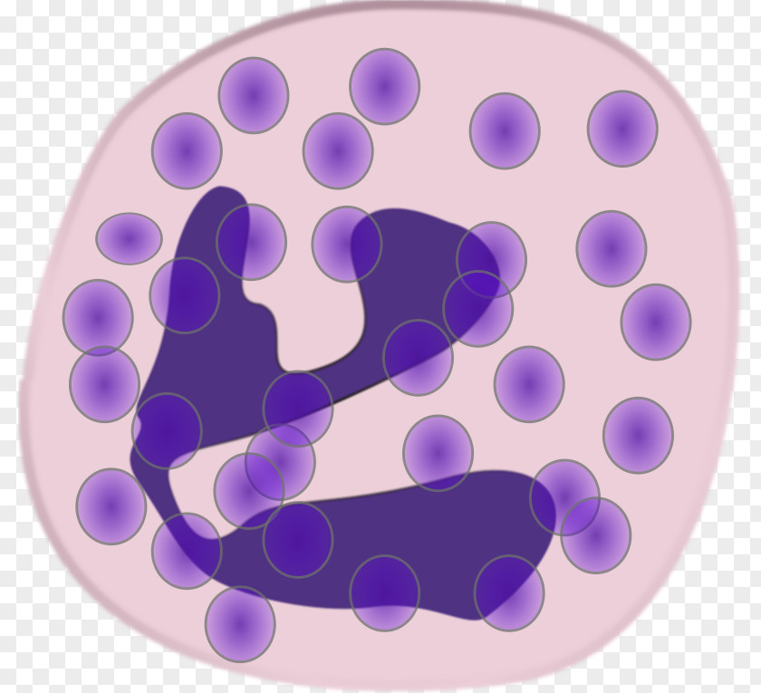 Neutrophil White Blood Cell Granulocyte Monocyte PNG