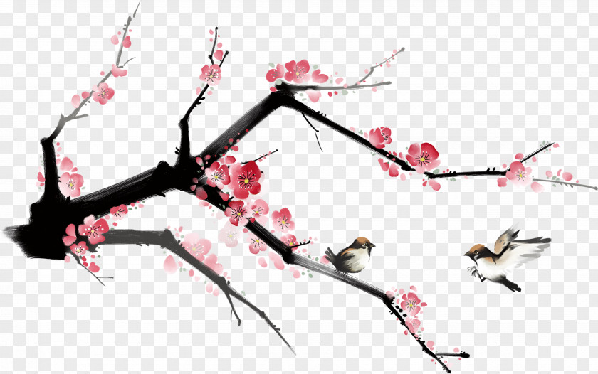 Plum Flower Blossom Petal PNG