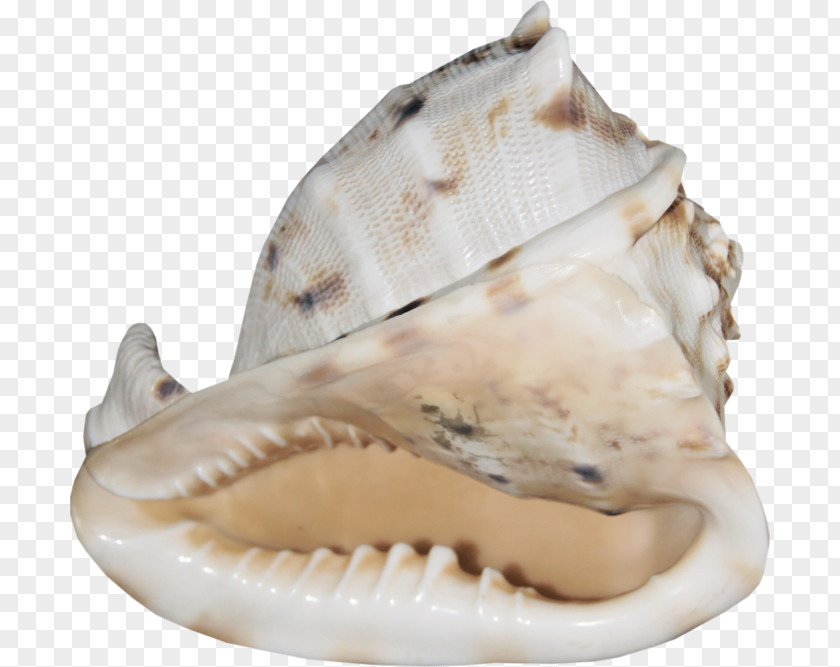 Seashell Cockle Mollusc Shell Conchology PNG
