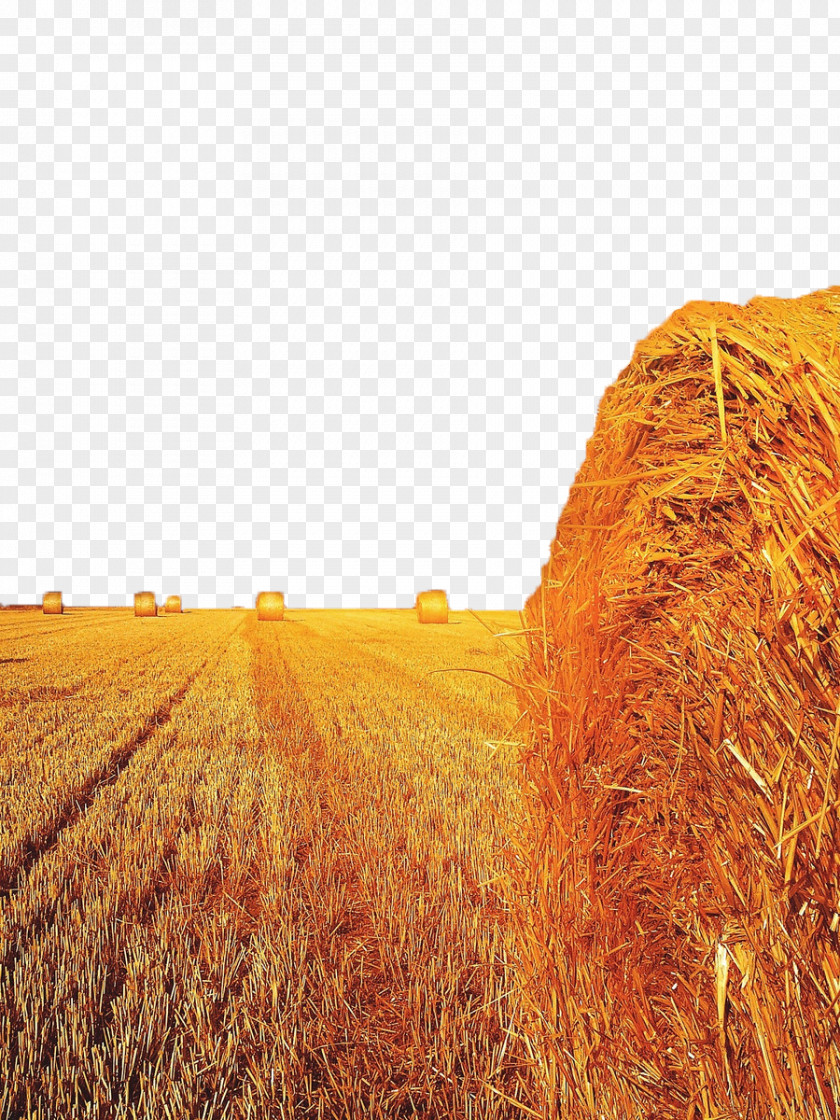 Wheat Field Straw-bale Construction Harvest PNG