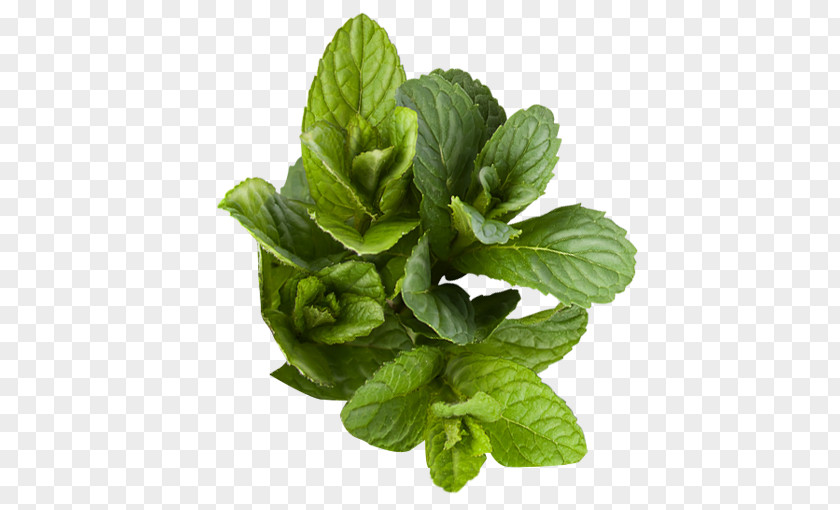 Basil Herb Peppermint Plant PNG