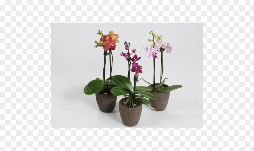 Plant Moth Orchids Houseplant Burnt-tip Orchid PNG