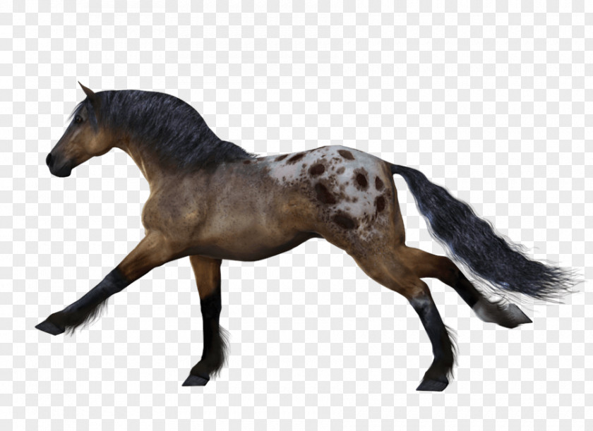 Horse Image Wallpaper PNG