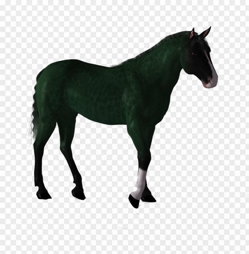 Horse Stock Photography Pony PNG