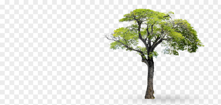 Two-eleven Came Tree Branch Clip Art PNG