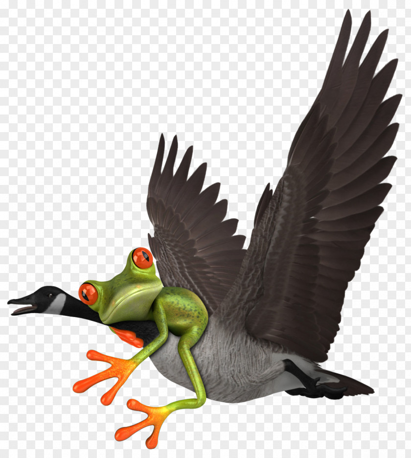 Duck Goose 3D Modeling TurboSquid Animation PNG