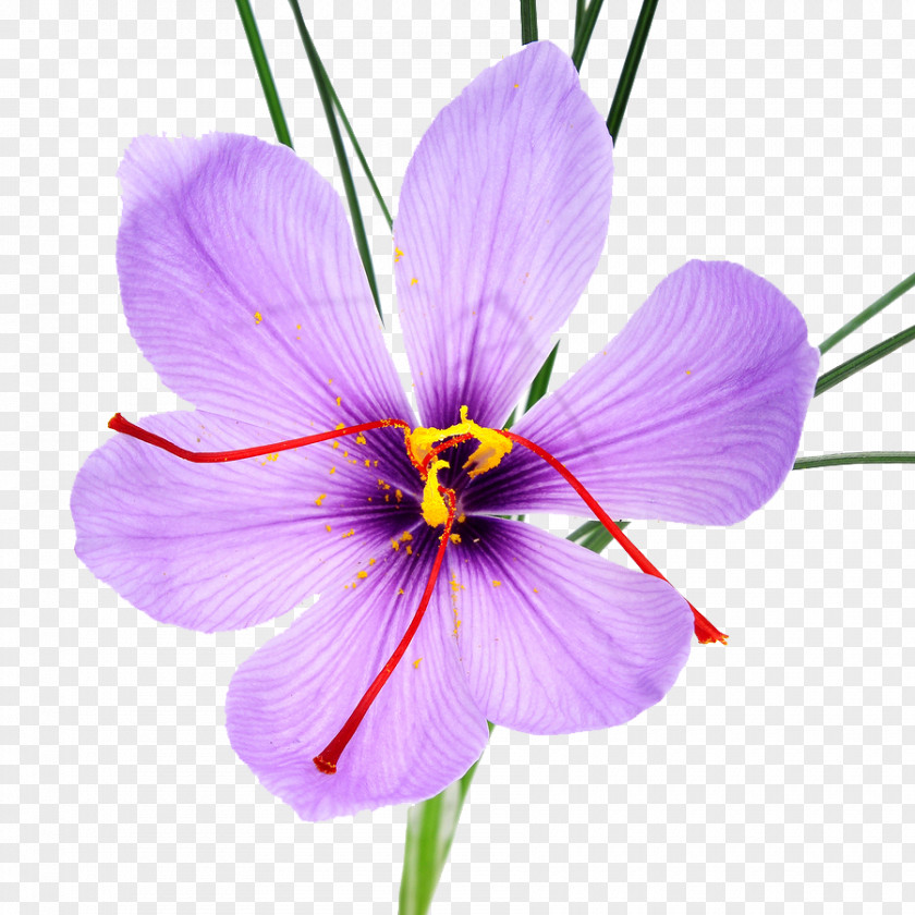 Flower Autumn Crocus Saffron Stock Photography Spice PNG