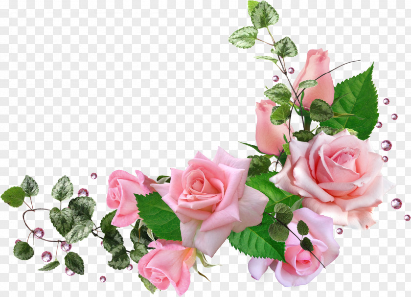 Flower Garden Roses Centifolia Bouquet Floral Design PNG