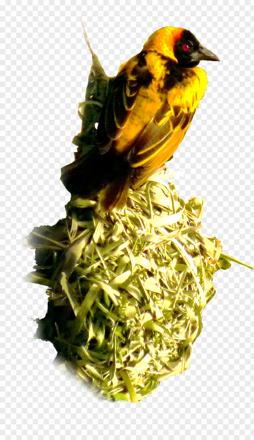 Bird Finches Beak Food Nest PNG