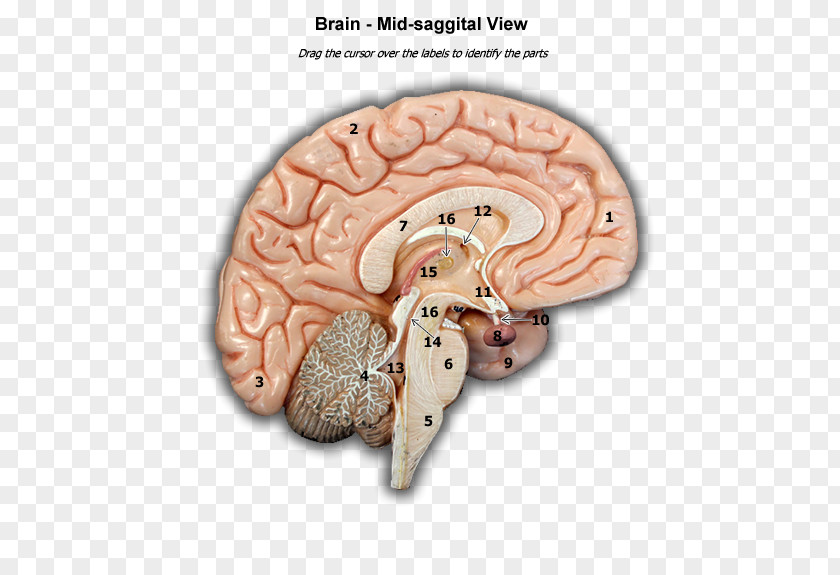 Brain Organism PNG