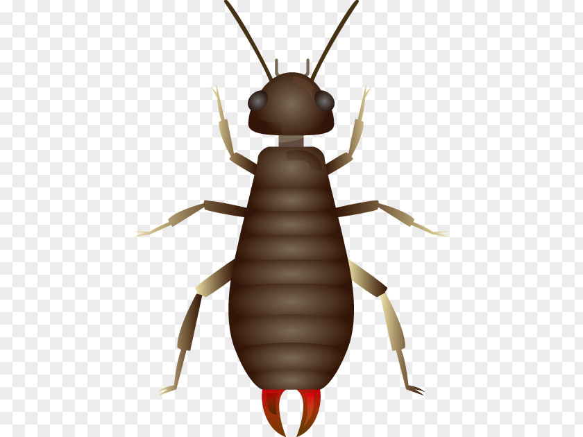 Earwigs Insect Beetle Clip Art Royalty-free Illustration Photography PNG