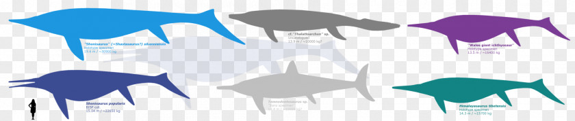 FOSSIL Shonisaurus Shastasaurus Ichthyosaur Temnodontosaurus Thalattoarchon PNG