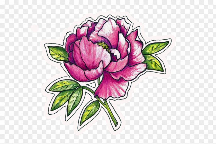 Pink Peony Floral Design Centifolia Roses Cut Flowers Petal PNG