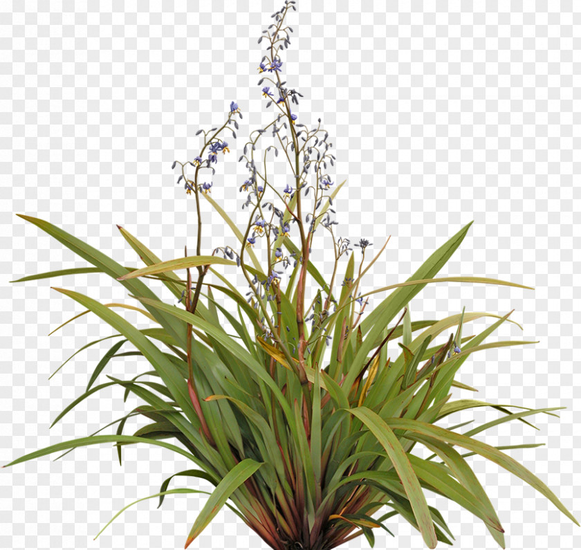 Pot Plant Flax Lilies Dianella Tasmanica Shrub Tree PNG