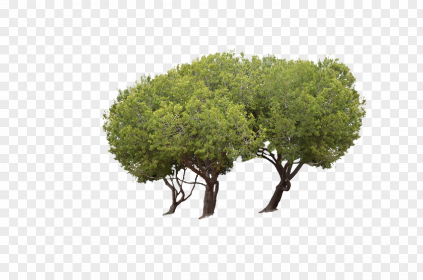 Tree Park Woody Plant Clip Art PNG