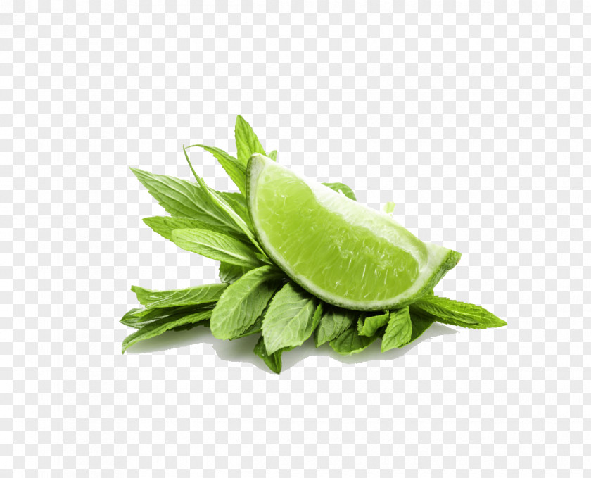 Mint Leaves And Lemon Peppermint Water Mentha Spicata Lime PNG