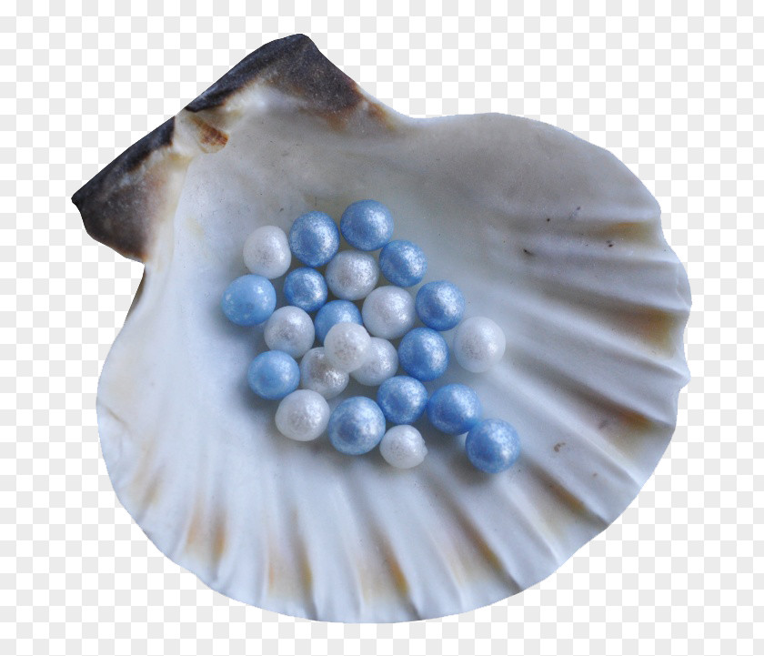 Pearl Shell Seashell Clip Art PNG