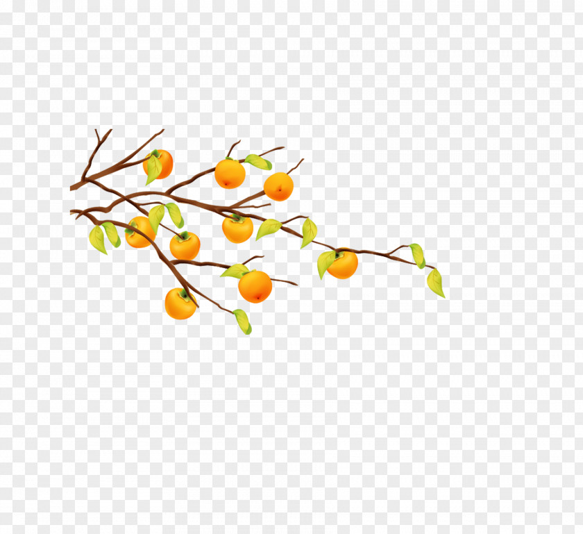 Persimmon Cartoon Fruit Tree Tangerine PNG