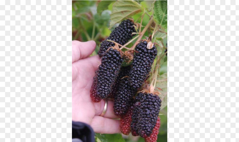 Red Mulberry Loganberry Tayberry Boysenberry Price PNG