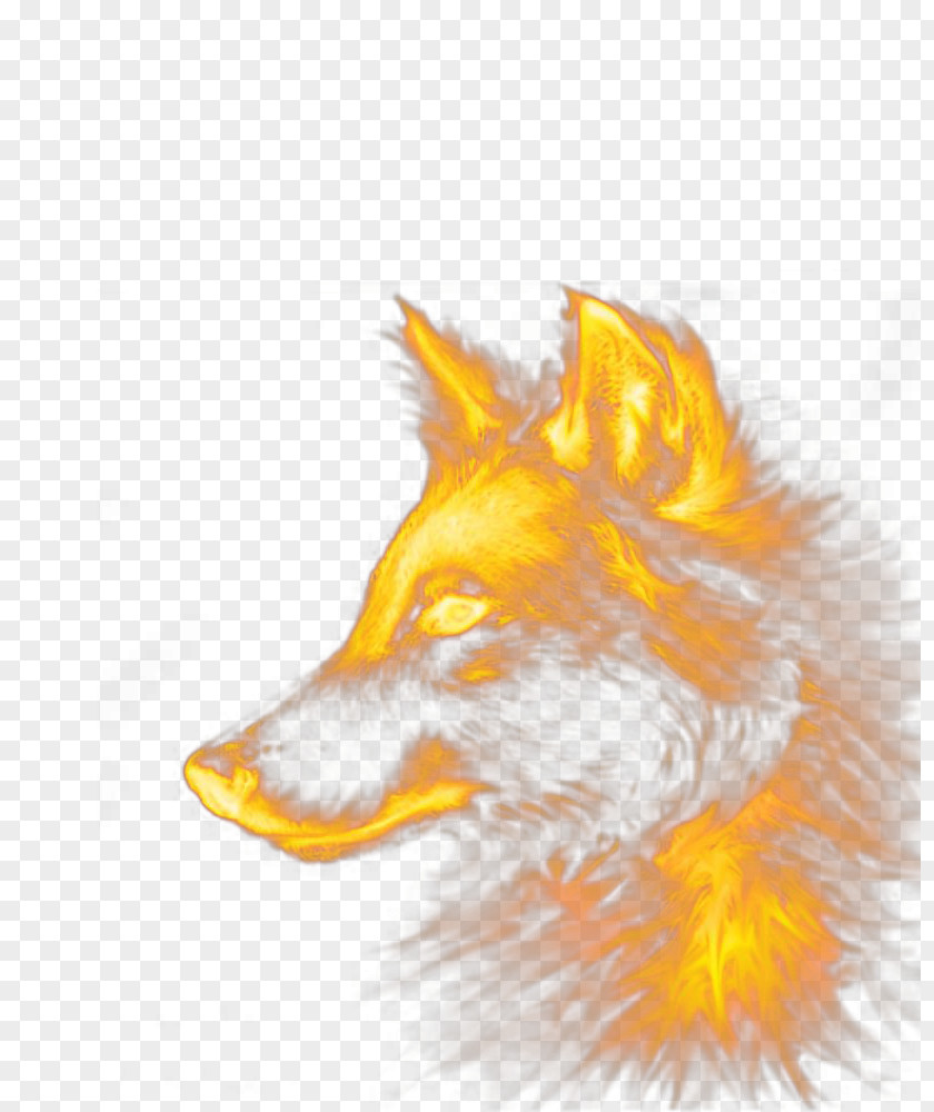Special Effects Wolf Dog Red Fox PNG