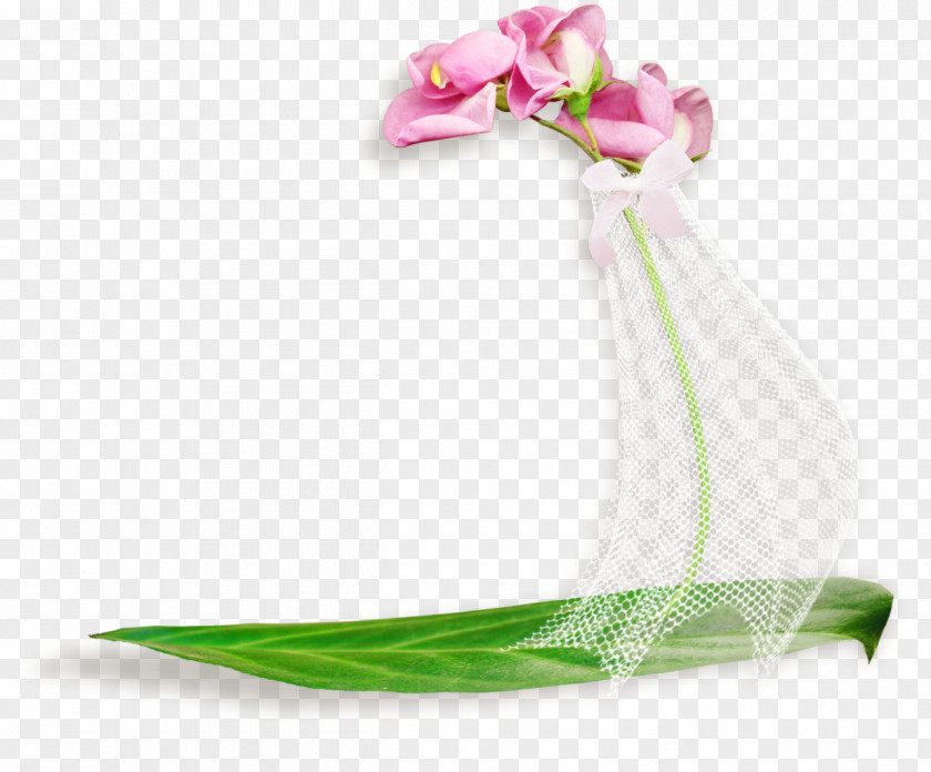 Veil Flower Text Picture Frames PNG