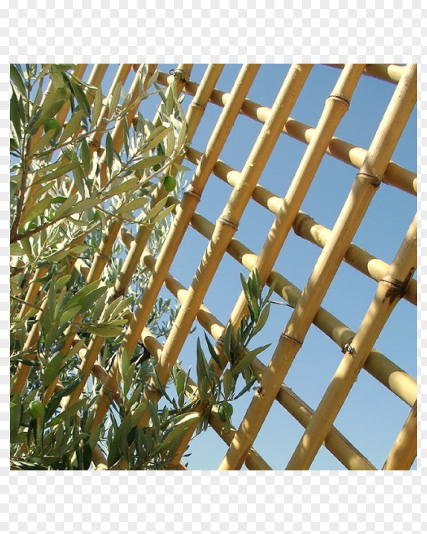 Bamboo Bambou Trellis Phyllostachys Nigra Edulis PNG